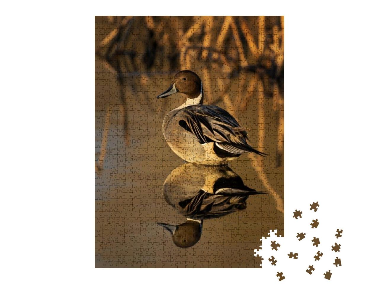 Northern Pintailed Duck in Golden Light with Reeds in the... Jigsaw Puzzle with 1000 pieces