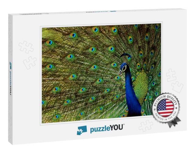 Indian Peacock -Beautiful Bird-Peafowl-Walk Time Peacock-... Jigsaw Puzzle