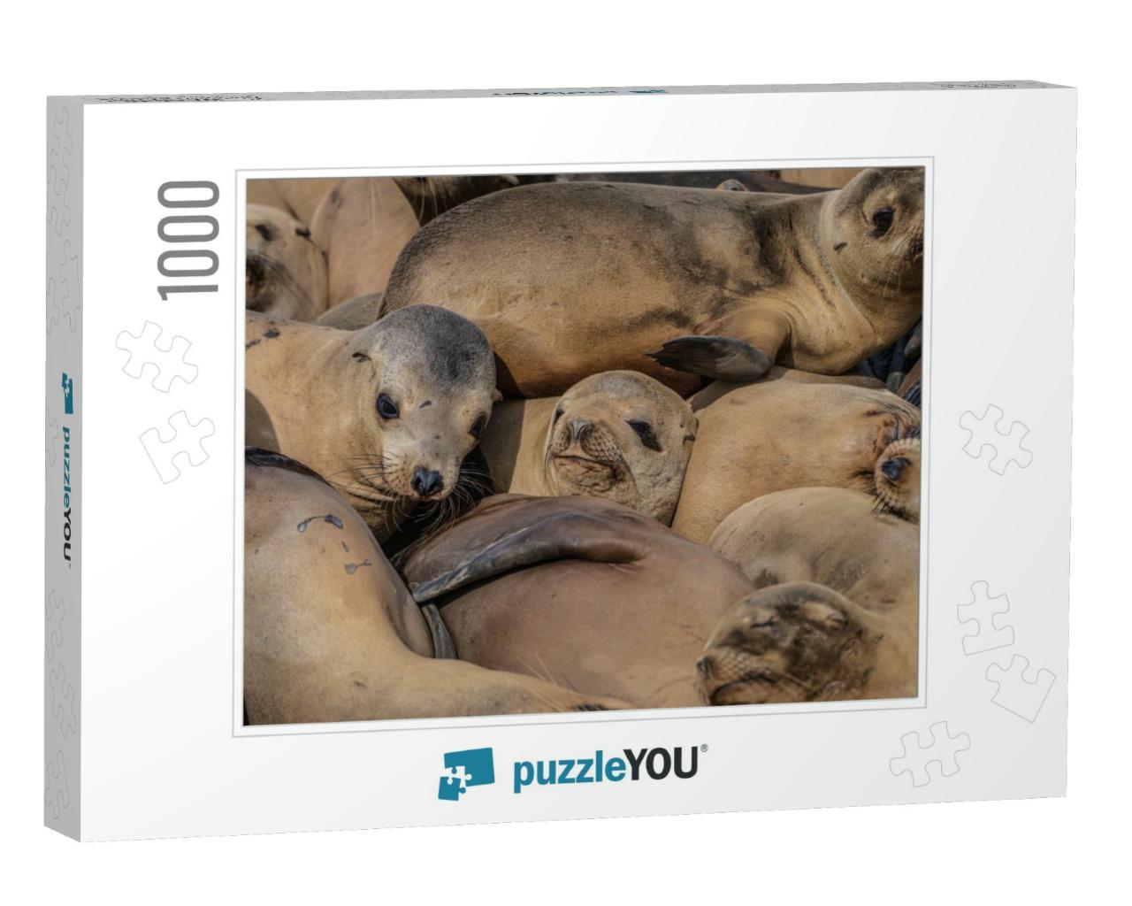 Seals Sleeping in a Pile At the La Jolla Cove in Californ... Jigsaw Puzzle with 1000 pieces