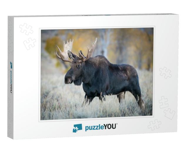 Alces Alces Shirasi, Moose, Elk is Standing in Dry Grass... Jigsaw Puzzle