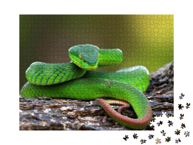 Trimisurus Albolabris, Green Snake Closeup on Branch, Ani... Jigsaw Puzzle with 1000 pieces