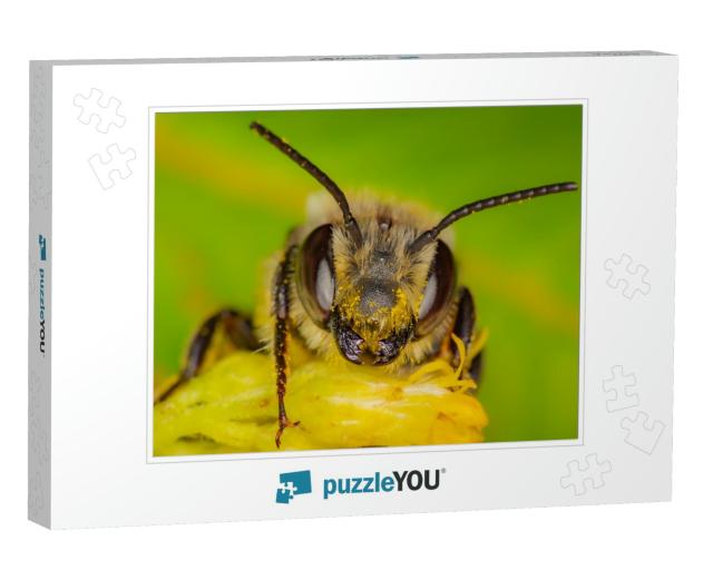 A Wild Bee in Quebec, Canada Gathering Pollen & Nectar on... Jigsaw Puzzle