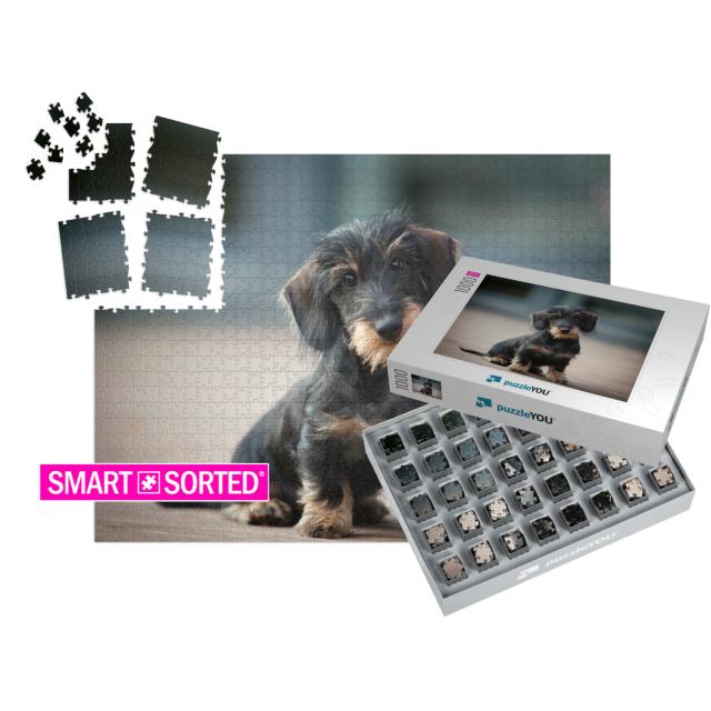 Cute & Shy Wire-Haired Miniature Dachshund Puppy Posing f... | SMART SORTED® | Jigsaw Puzzle with 1000 pieces