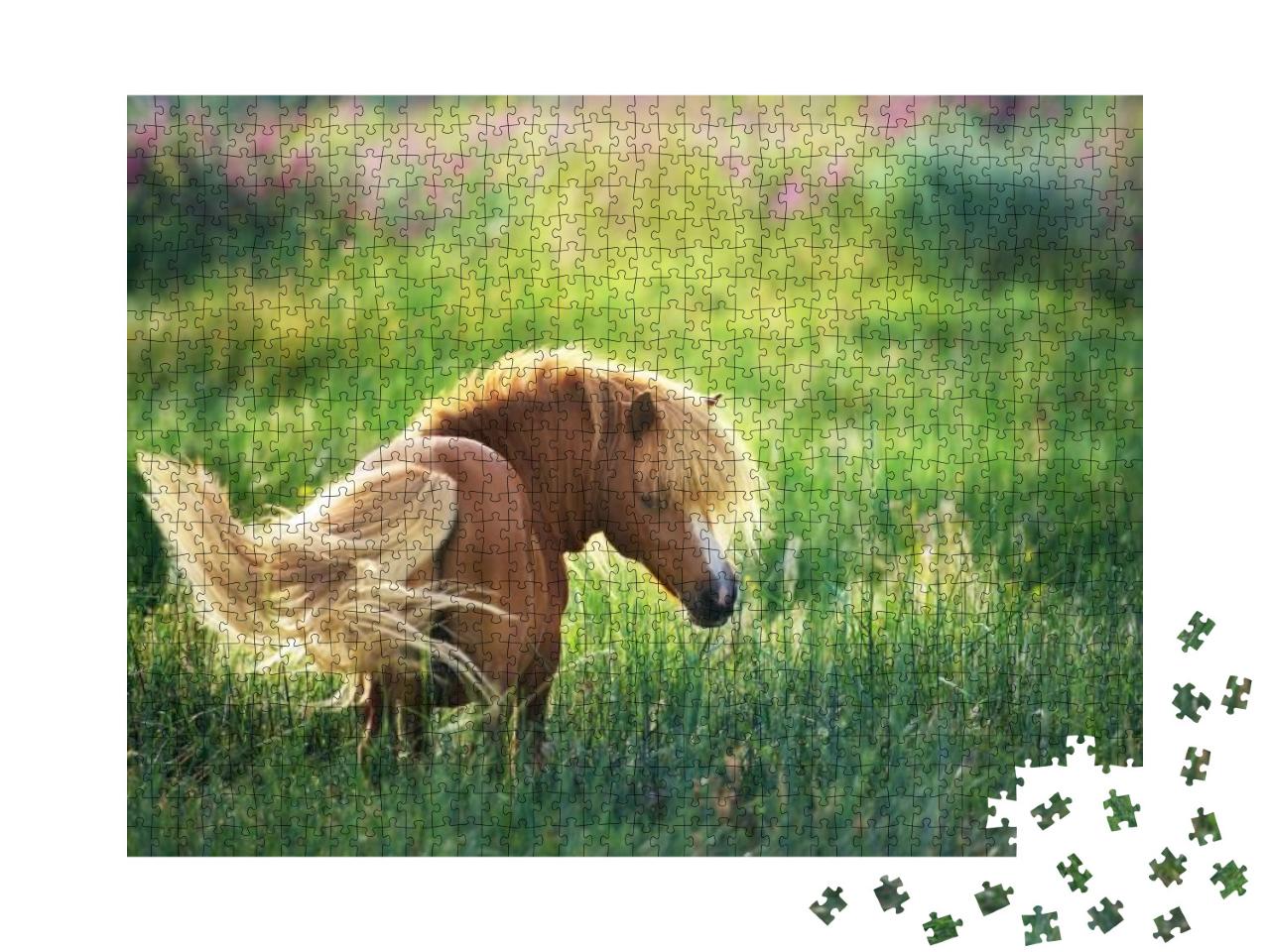 Shetland Pony on Green Summer Pasture... Jigsaw Puzzle with 1000 pieces