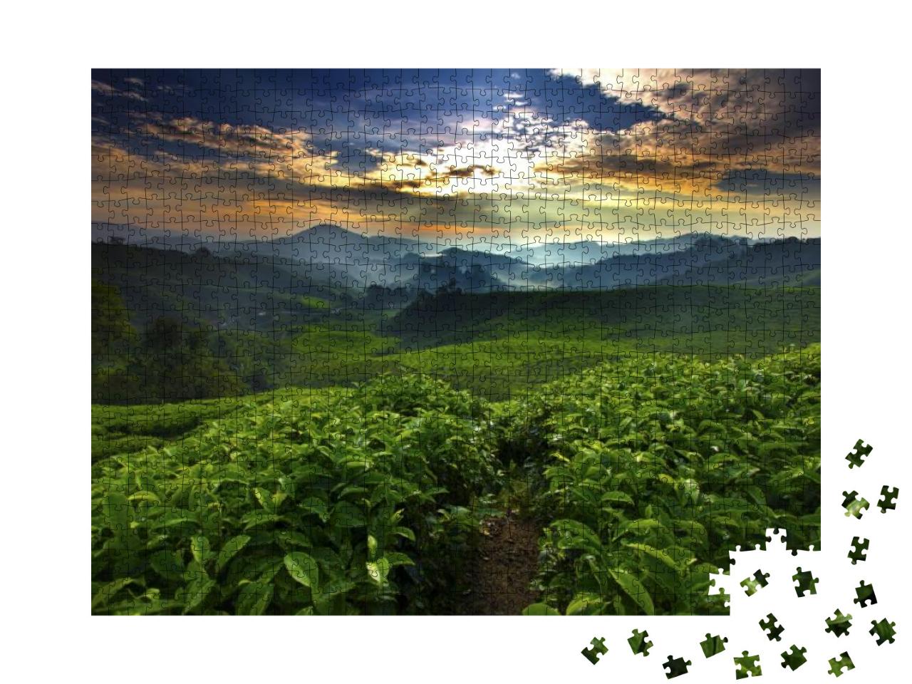 Sun Shining Over Tea Garden... Jigsaw Puzzle with 1000 pieces