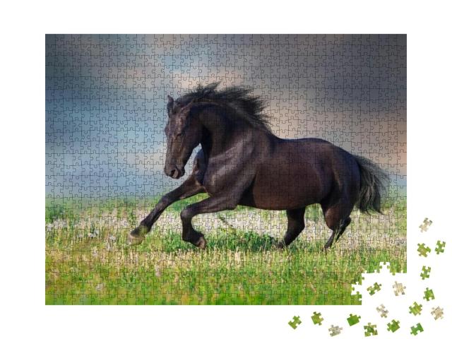 Frisian Horse Run Gallop on Spring Green Meadow... Jigsaw Puzzle with 1000 pieces