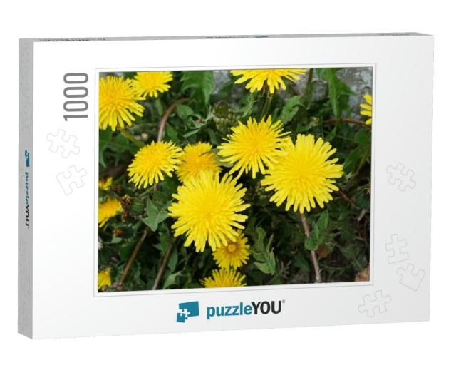 Meadow with Yellow Dandelions on a Sunny Day, Close-Up. F... Jigsaw Puzzle with 1000 pieces