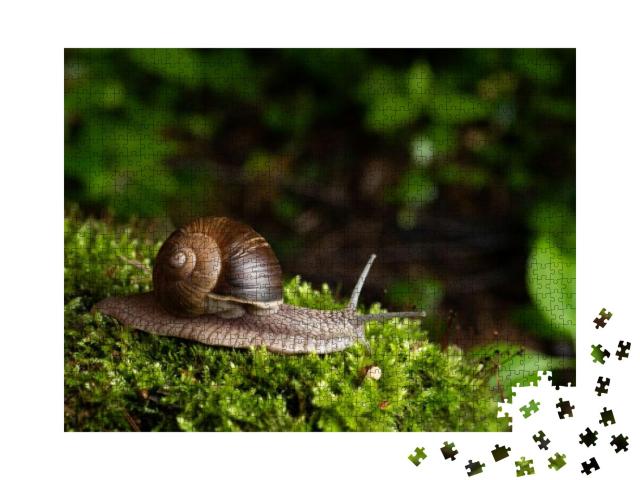 Snail in Its Natural Habitat. the Largest Snail in Europe... Jigsaw Puzzle with 1000 pieces
