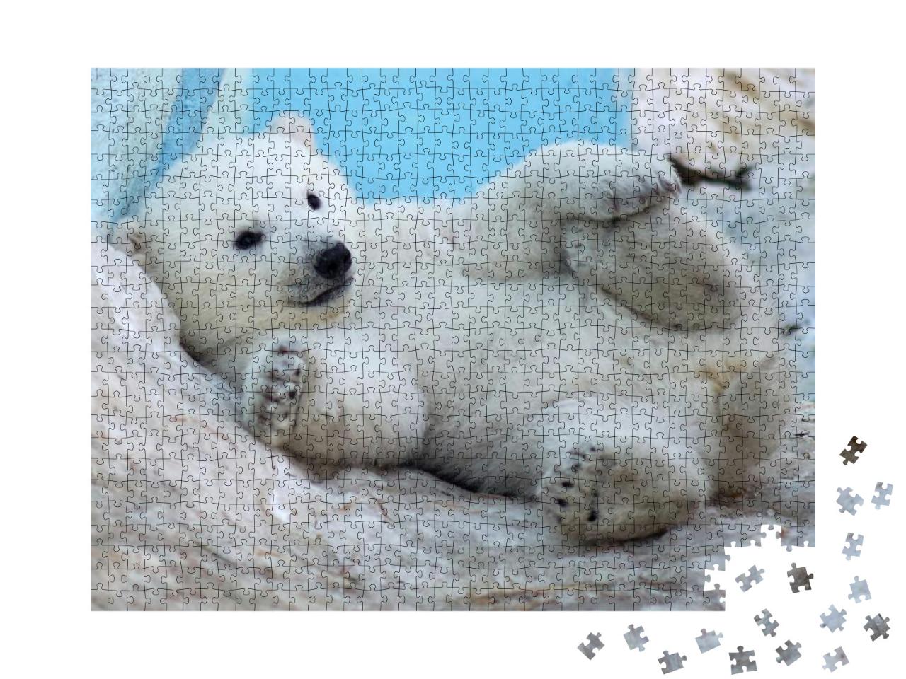 A Polar Bear Cub Lies in the Snow on Its Back... Jigsaw Puzzle with 1000 pieces