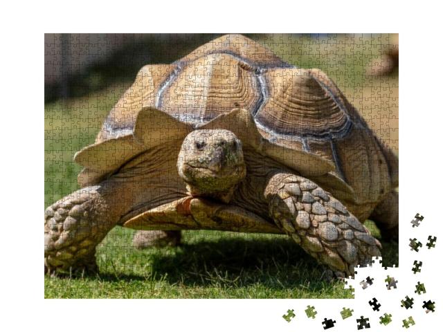 A Very Large, Pet Desert Tortoise Walking on the B... Jigsaw Puzzle with 1000 pieces