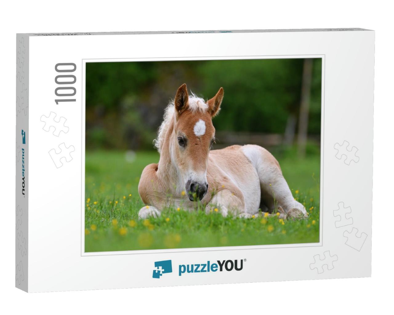 Young Cute Foal Outdoor Resting in the Grass... Jigsaw Puzzle with 1000 pieces