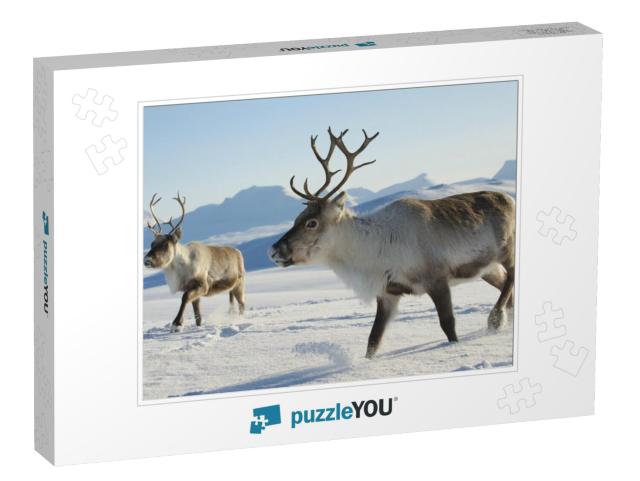 Reindeers in Natural Environment, Tromso Region, Northern... Jigsaw Puzzle