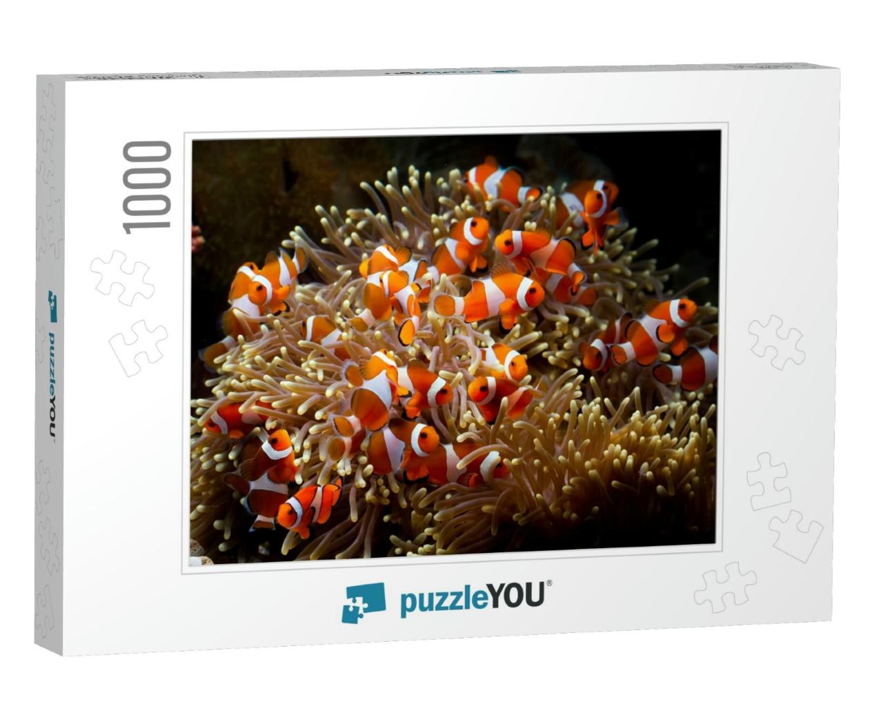 Cute Anemone Fish Playing on the Coral Reef, Beautiful Co... Jigsaw Puzzle with 1000 pieces