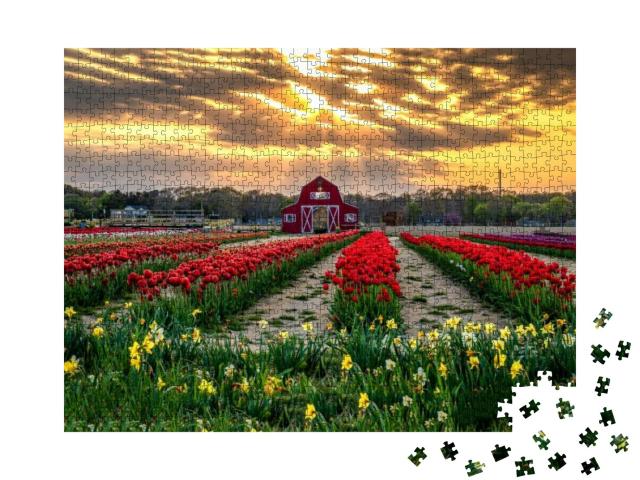Tulip Growing Farm At Sunset. Sunset Tulip Farm. Tulip Fa... Jigsaw Puzzle with 1000 pieces