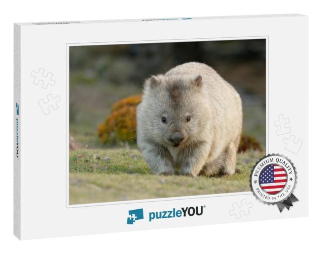 Australia, Tasmania, the Common Wombat Vombatus Ursinus... Jigsaw Puzzle