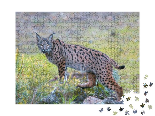 Iberian Lynx, Lynx Pardinus, Watching, Sierra Morena, And... Jigsaw Puzzle with 1000 pieces