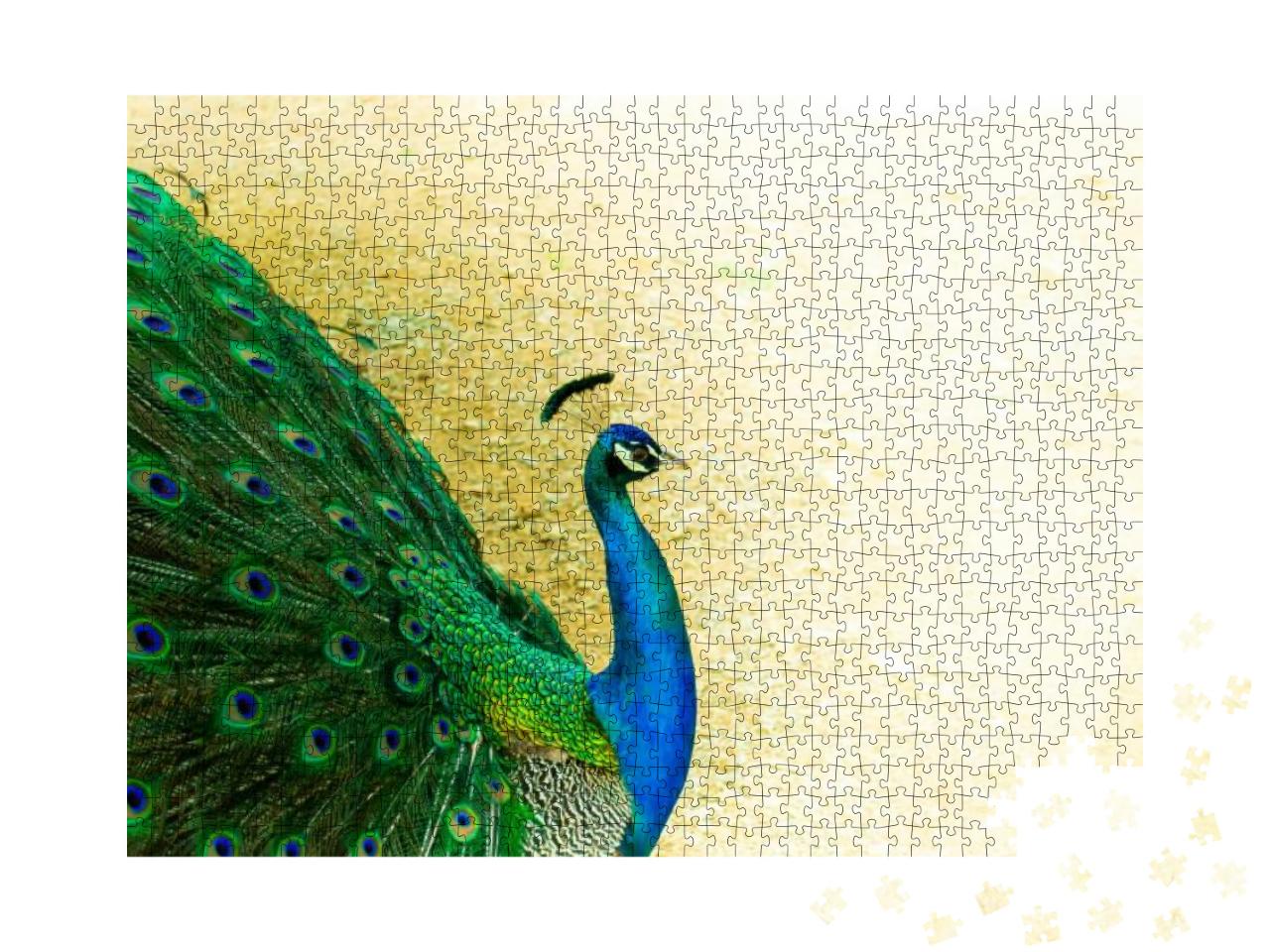 Close Up of a Beautiful Indian Male Peacock Bird Showing... Jigsaw Puzzle with 1000 pieces