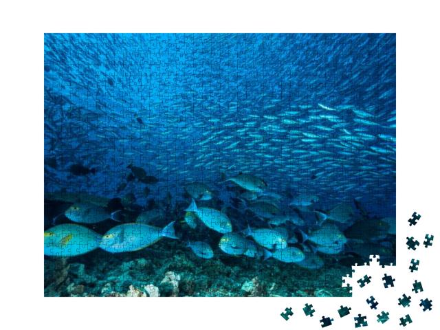 Large School of Blue Surgeon Fish Swimming Over Reef in O... Jigsaw Puzzle with 1000 pieces