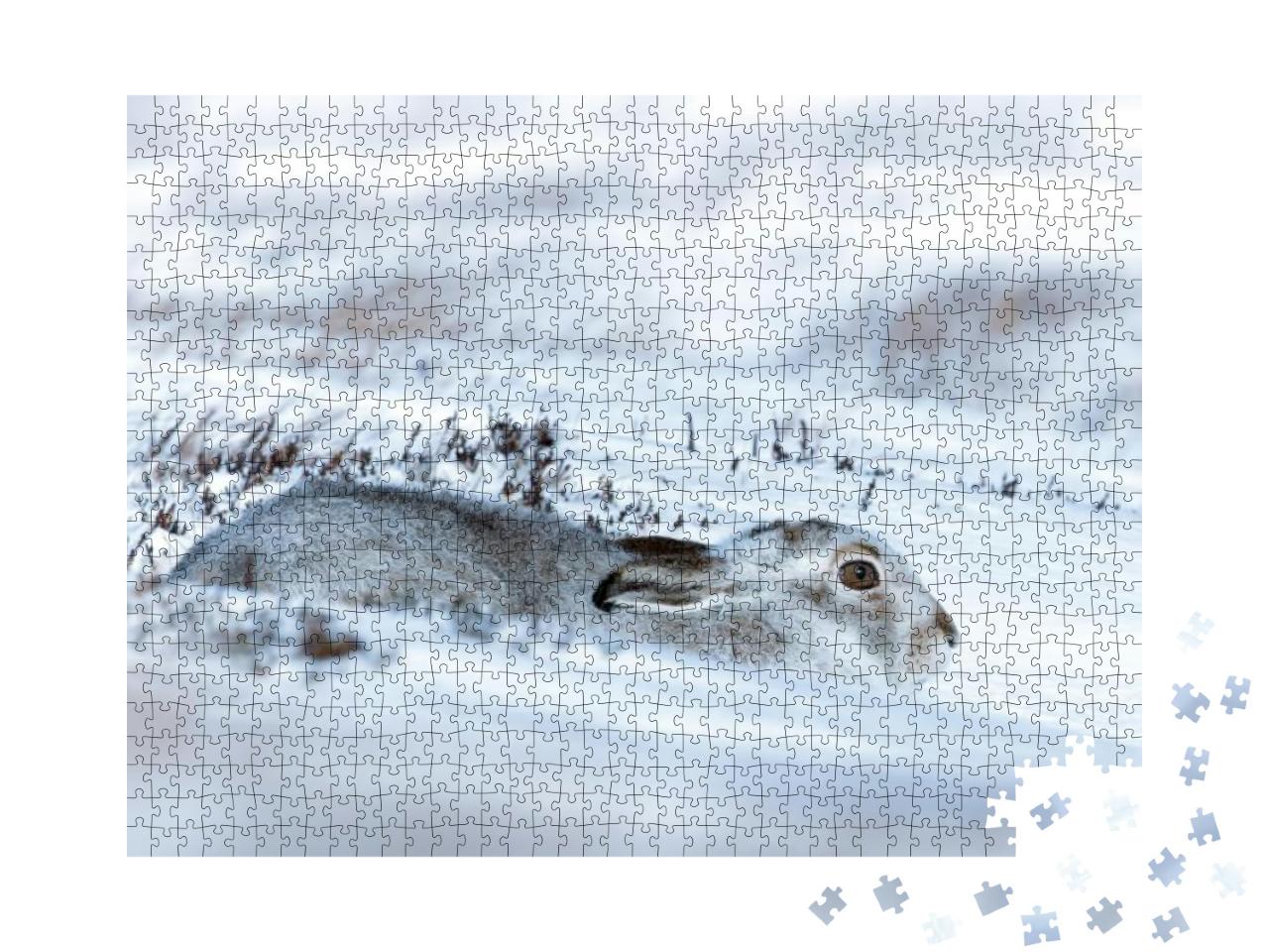 Mountain Hare... Jigsaw Puzzle with 1000 pieces
