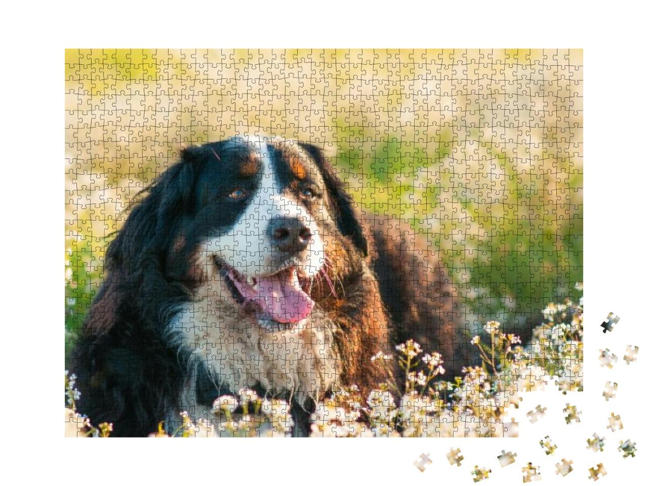 Bernese Mountain Dog in the Meadow Full of Flowers... Jigsaw Puzzle with 1000 pieces