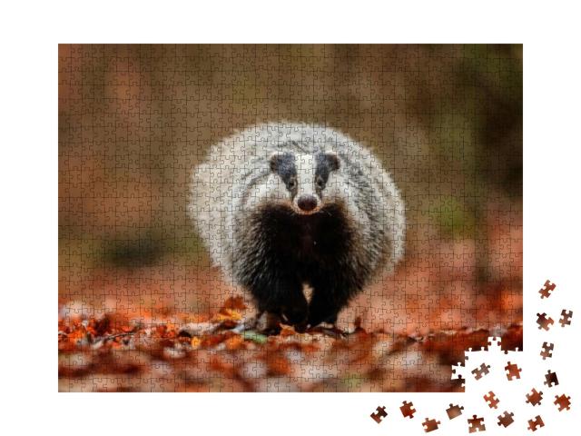 Badger Running in Forest, Animal Nature Habitat, Germany... Jigsaw Puzzle with 1000 pieces