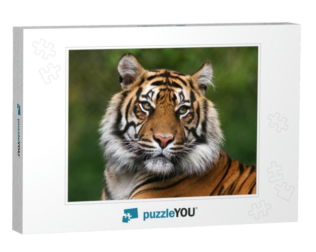 Tiger, Portrait of a Bengal Tiger... Jigsaw Puzzle