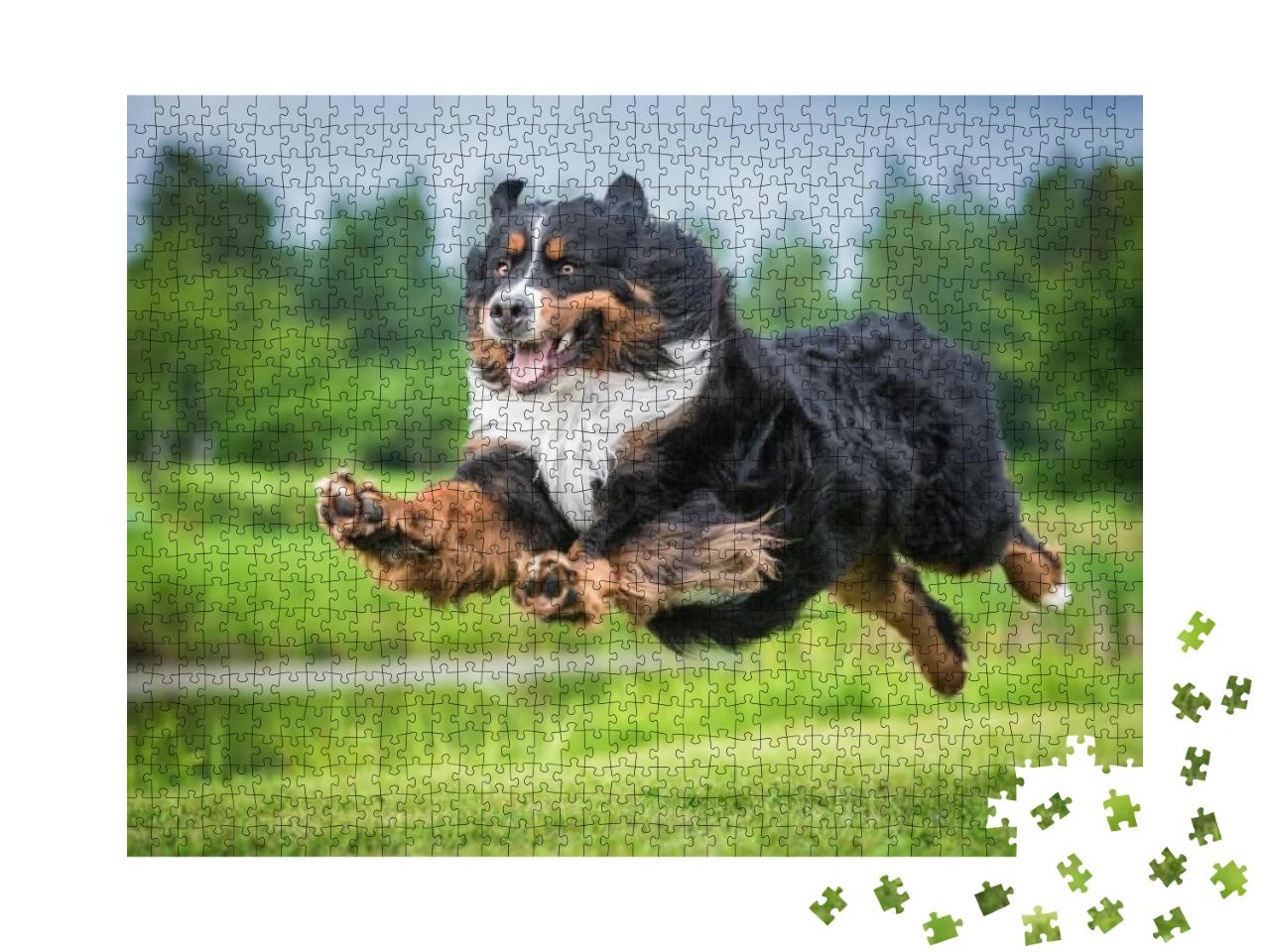 Bernese Mountain Dog Flying in the Air... Jigsaw Puzzle with 1000 pieces