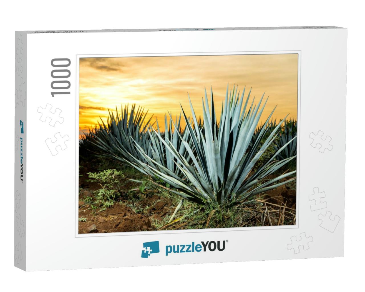 Sunset Landscape of a Tequila Plantation, Guadalajara, Me... Jigsaw Puzzle with 1000 pieces