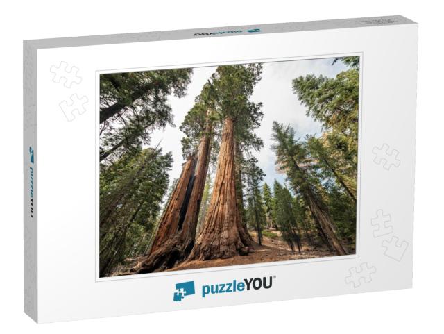 View At Gigantic Sequoia Trees in Sequoia National Park... Jigsaw Puzzle