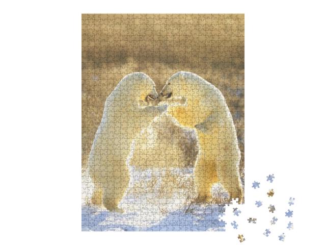 Polar Bears from Canada. Polar Bears Play Fight. Polar Be... Jigsaw Puzzle with 1000 pieces