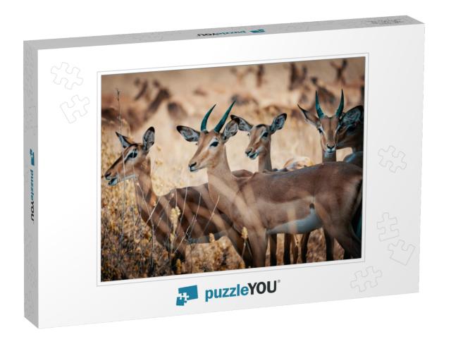 Group of Impala Antelopes Standing in the High Grass of C... Jigsaw Puzzle