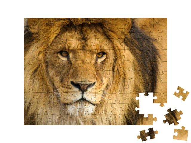 Beautiful Mighty Lion... Jigsaw Puzzle with 100 pieces