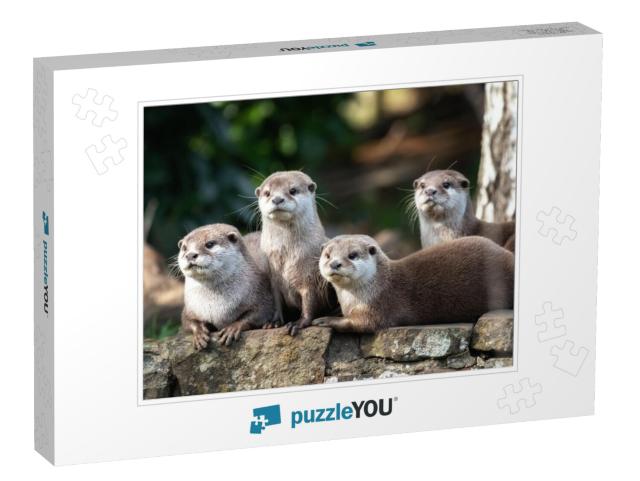 Group of Four Attentive Oriental Small-Clawed Otters... Jigsaw Puzzle