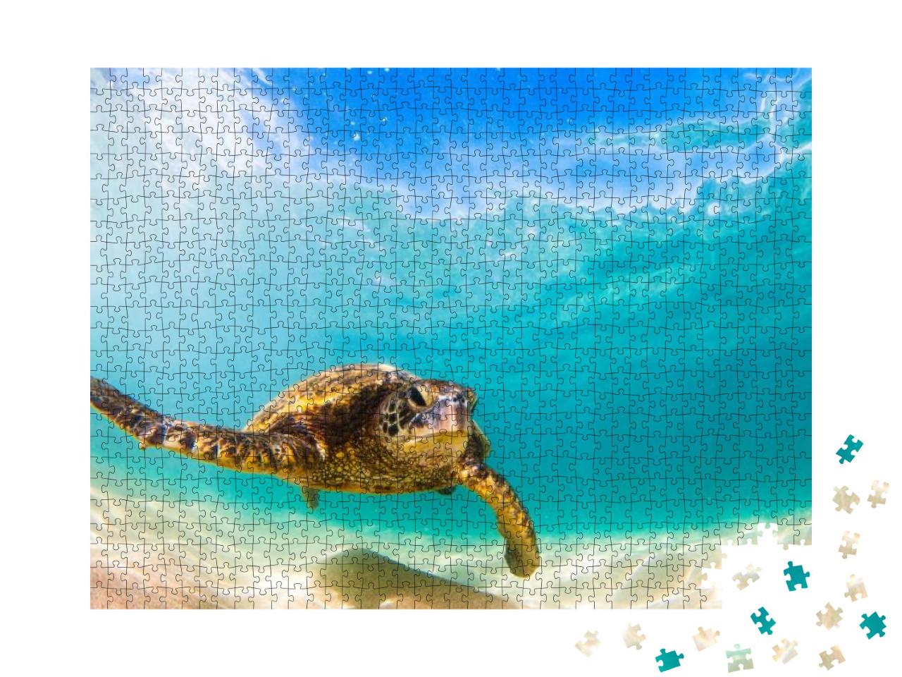 Hawaiian Green Sea Turtle Cruising in the Warm Waters of... Jigsaw Puzzle with 1000 pieces