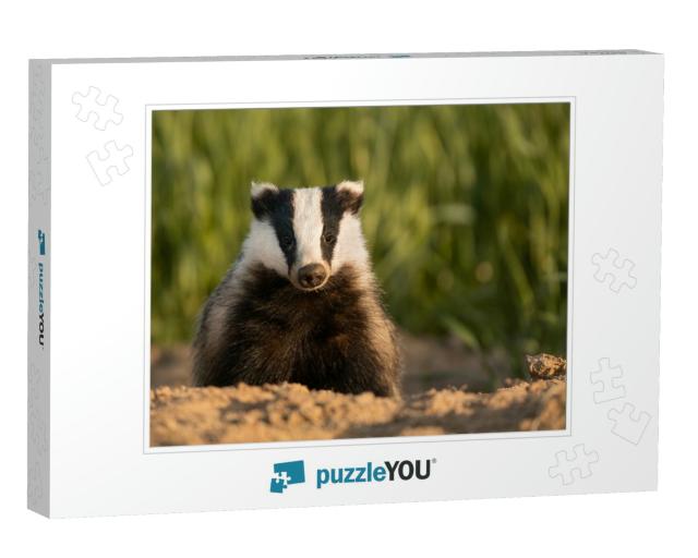 European Badger After Leaving the Burrow Meles Meles... Jigsaw Puzzle