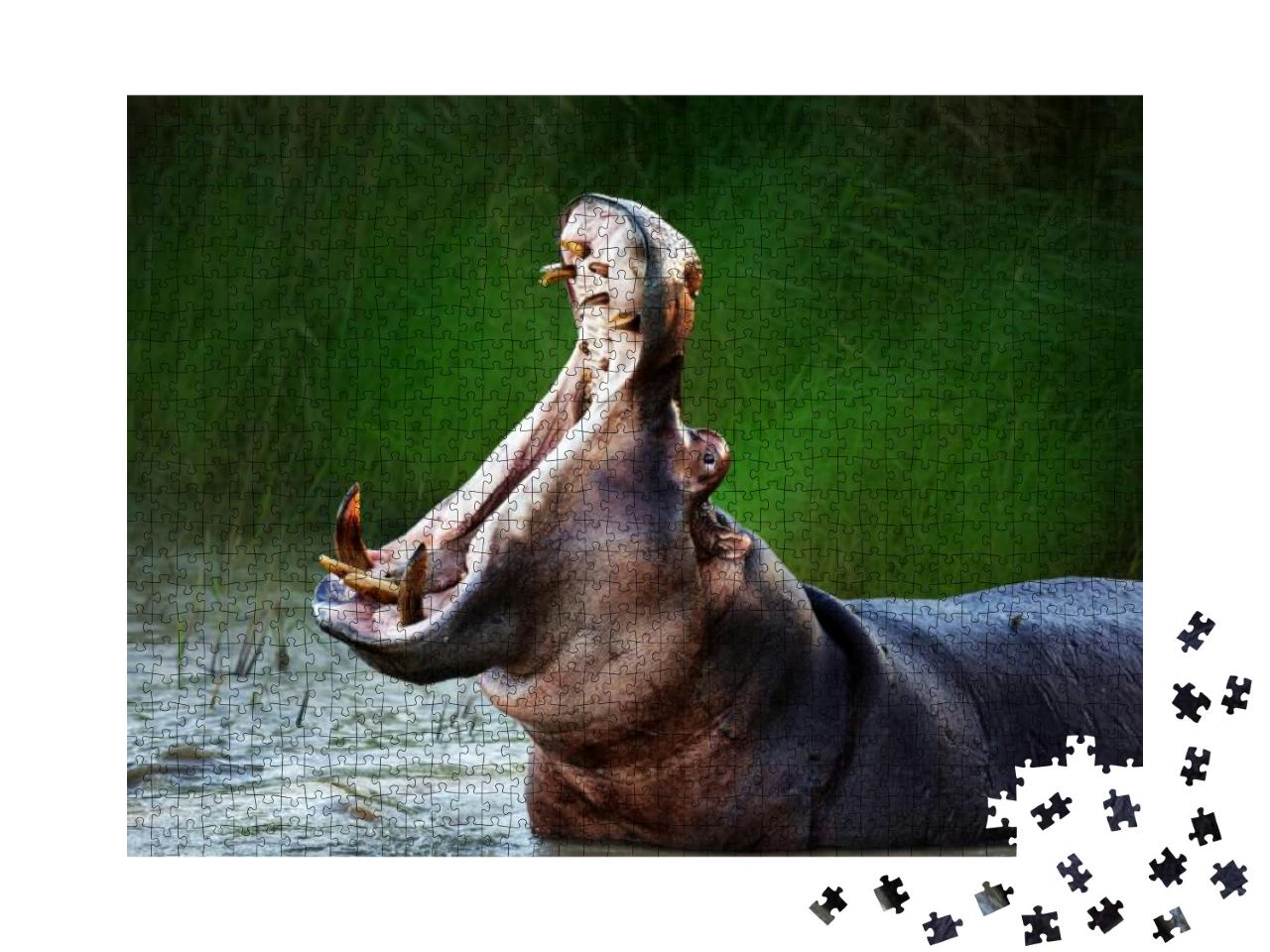 Angry Hippopotamus / Hippo Displaying Dominance in the Wa... Jigsaw Puzzle with 1000 pieces