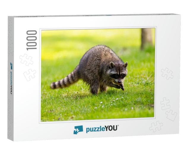 Raccoon At Stanley Park, Vancouver, British Columbia... Jigsaw Puzzle with 1000 pieces