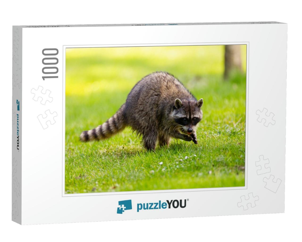 Raccoon At Stanley Park, Vancouver, British Columbia... Jigsaw Puzzle with 1000 pieces