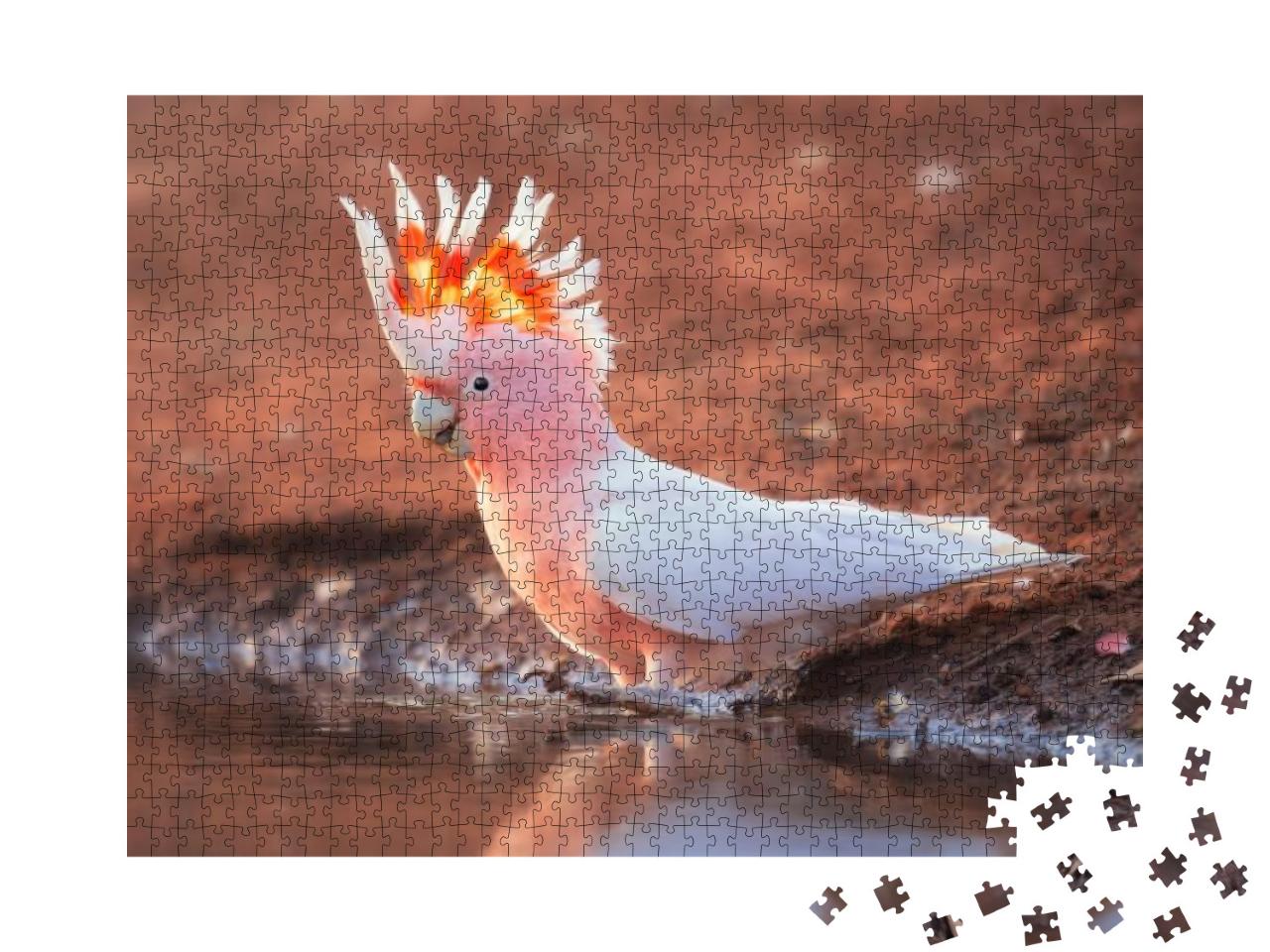 Wild Pink Cockatoo Lophochroa Leadbeateri Taking a Bath... Jigsaw Puzzle with 1000 pieces