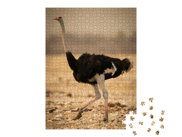 Male Common Ostrich Runs Across Rocky Pan... Jigsaw Puzzle with 1000 pieces