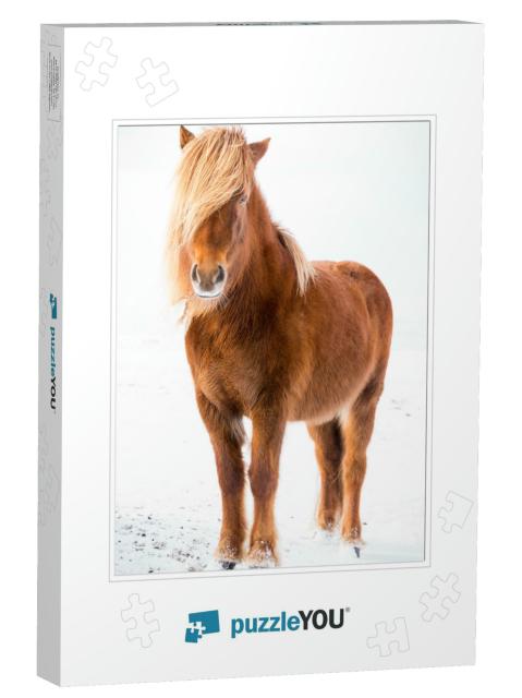 The Icelandic Horse is a Breed of Horse Developed in Icel... Jigsaw Puzzle