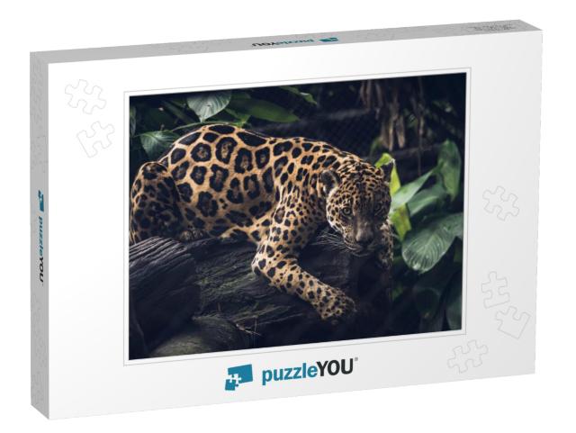 Jaguar, Panthera Onca. Beautiful Rosettes that Serve as C... Jigsaw Puzzle