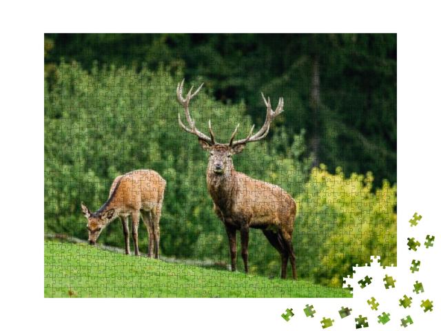 Wild Old Male Red Deer is Looking to Camera by the Female... Jigsaw Puzzle with 1000 pieces