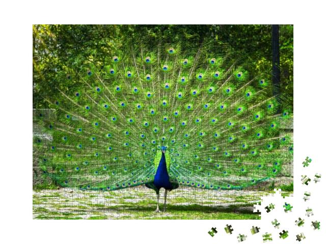 Peacock. Beautiful Peacock. Peacock Showing Its Tail... Jigsaw Puzzle with 1000 pieces