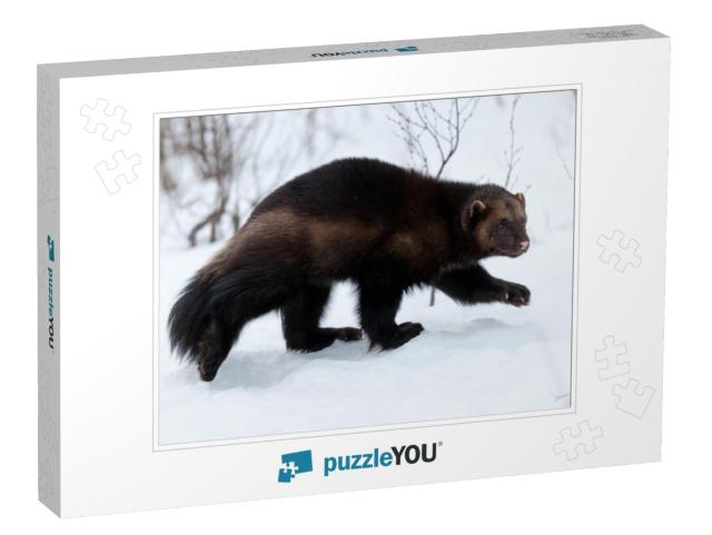 Wolverine in the Snow... Jigsaw Puzzle