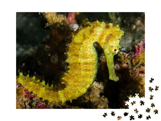 Beautiful Thorny Seahorse on a Coral Reef At Richelieu Ro... Jigsaw Puzzle with 1000 pieces