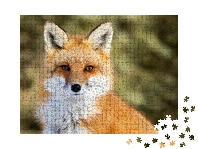 Red Fox - Vulpes Vulpes, Sitting Up At Attention, Direct... Jigsaw Puzzle with 1000 pieces