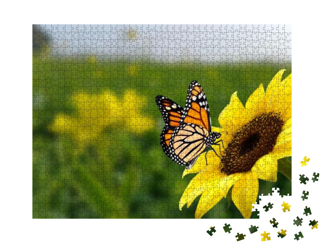 Monarch Butterfly on Flower. Image of a Butterfly Monarch... Jigsaw Puzzle with 1000 pieces