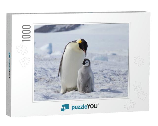 An Emperor Penguin with Chick At the Emperor Penguin Colo... Jigsaw Puzzle with 1000 pieces