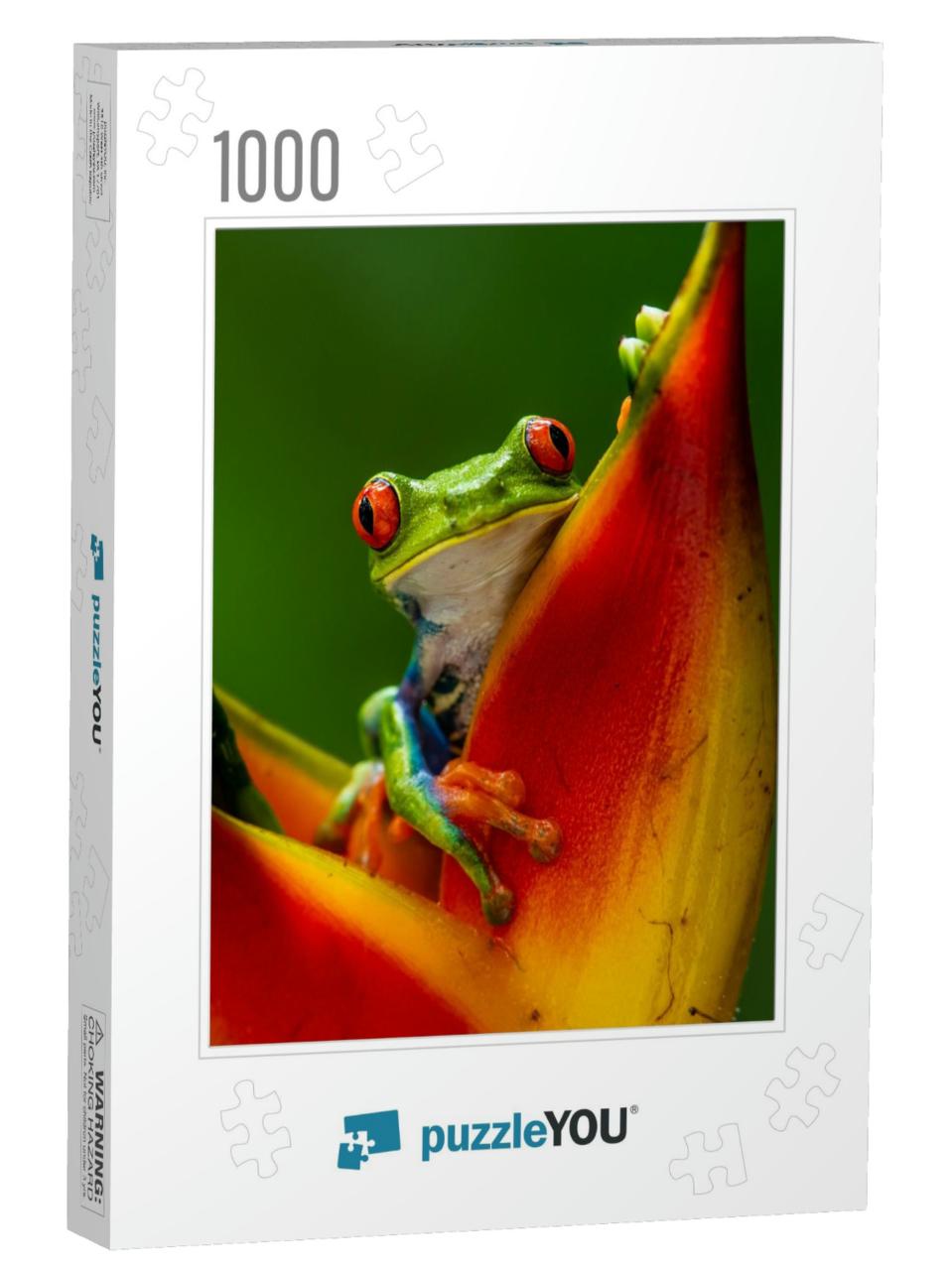 Red-Eyed Tree Frog, Agalychnis Callidryas, Sitting on the... Jigsaw Puzzle with 1000 pieces